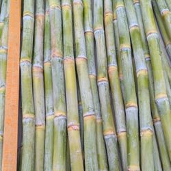 Organic Lemon Yellow Sugarcane - Fresh Harvest!