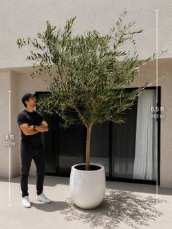 Fruitless olive trees bush 8ft in pot Landscape Plants Ferns succulents palms grass pots