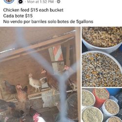 Comida Para Gallinas 