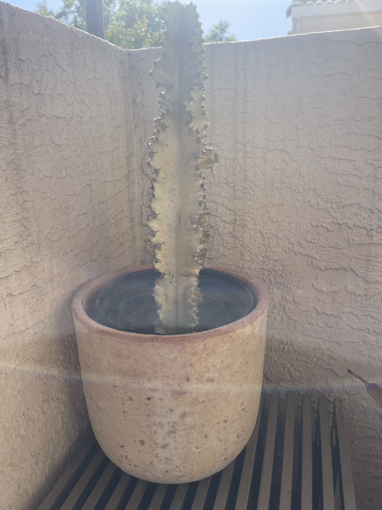 Cactus And Pot