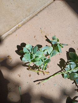 Succulent