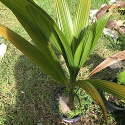 Coconut Palm Free