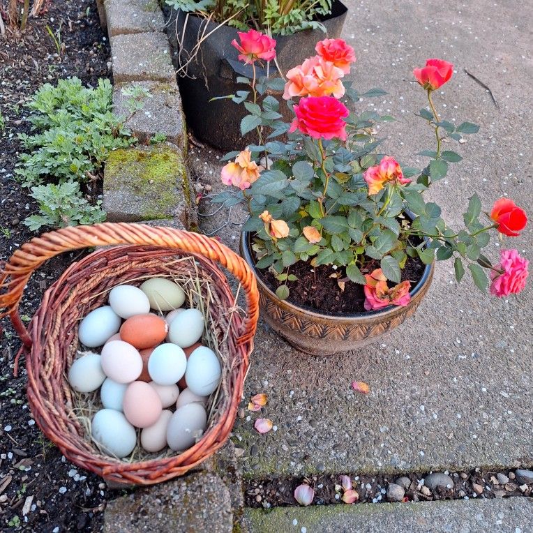 Pasture Raised Chicken Eggs