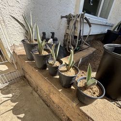 $10 Agave Tequilana Plants