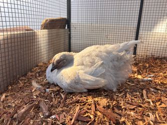 Local Farm Fresh Eggs