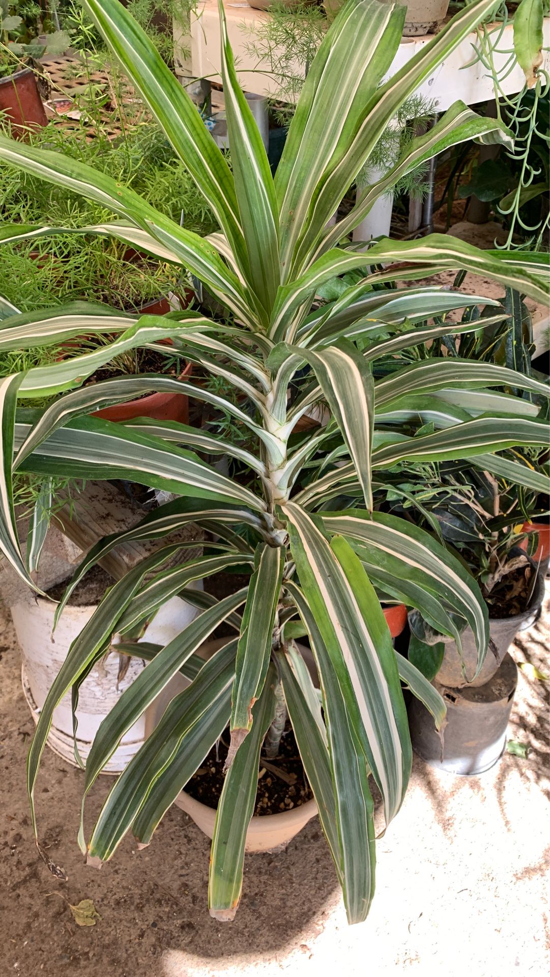 Large dracaena plant