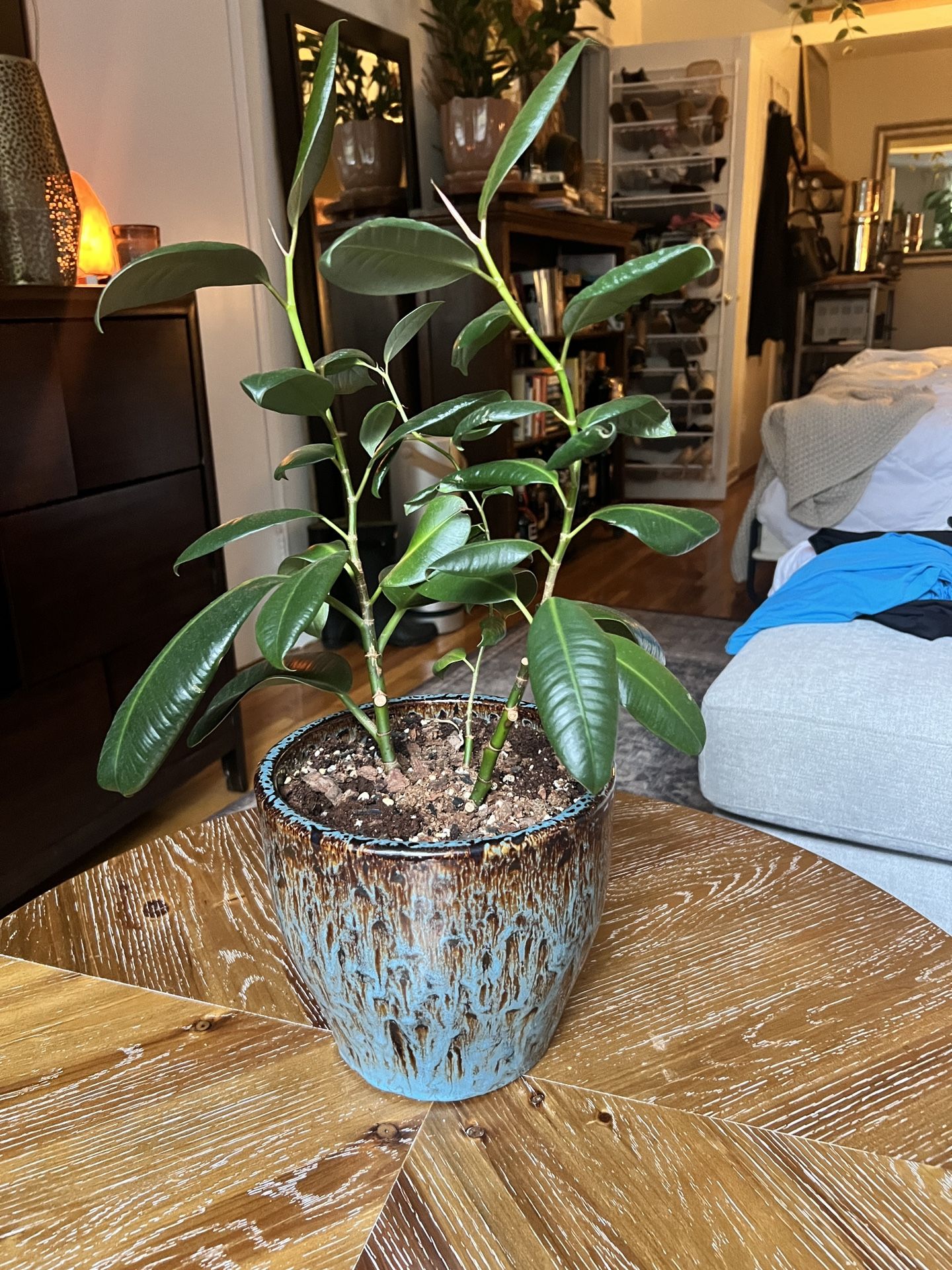 Rubber Plant! Two Stalks, Pot Included