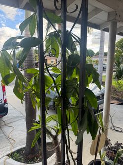 Money Tree 5 Feet Tall