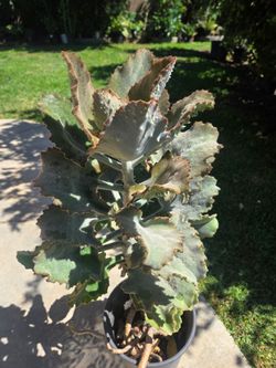 4 feet kalanchoe suculent Plant