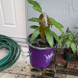 Honey Mango Plant Tree 