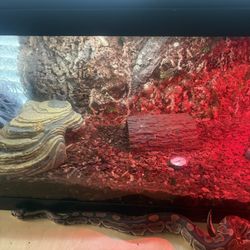 Custom Reptile Terrarium 