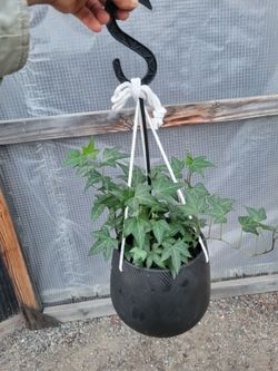 English Ivy 8" Ceramic pot