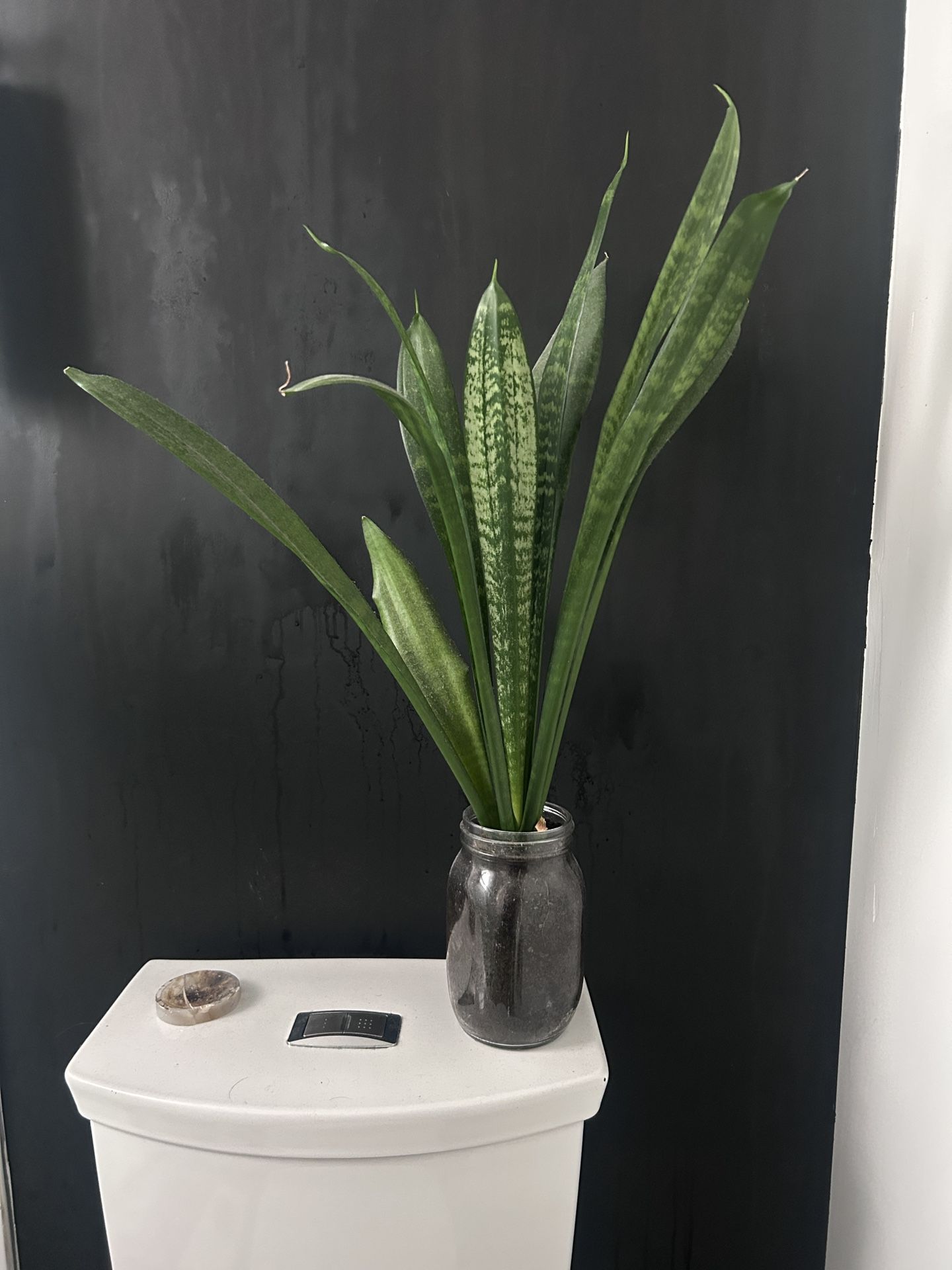 SNAKE PLANT