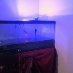 2 fish tanks and supplies