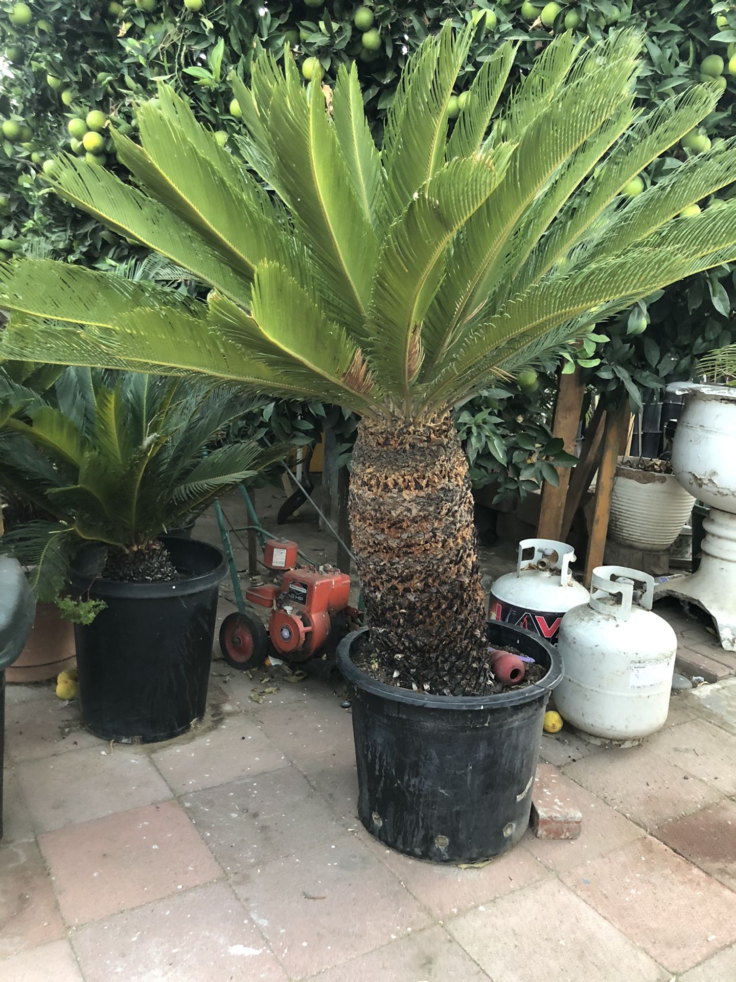 Sago Palm