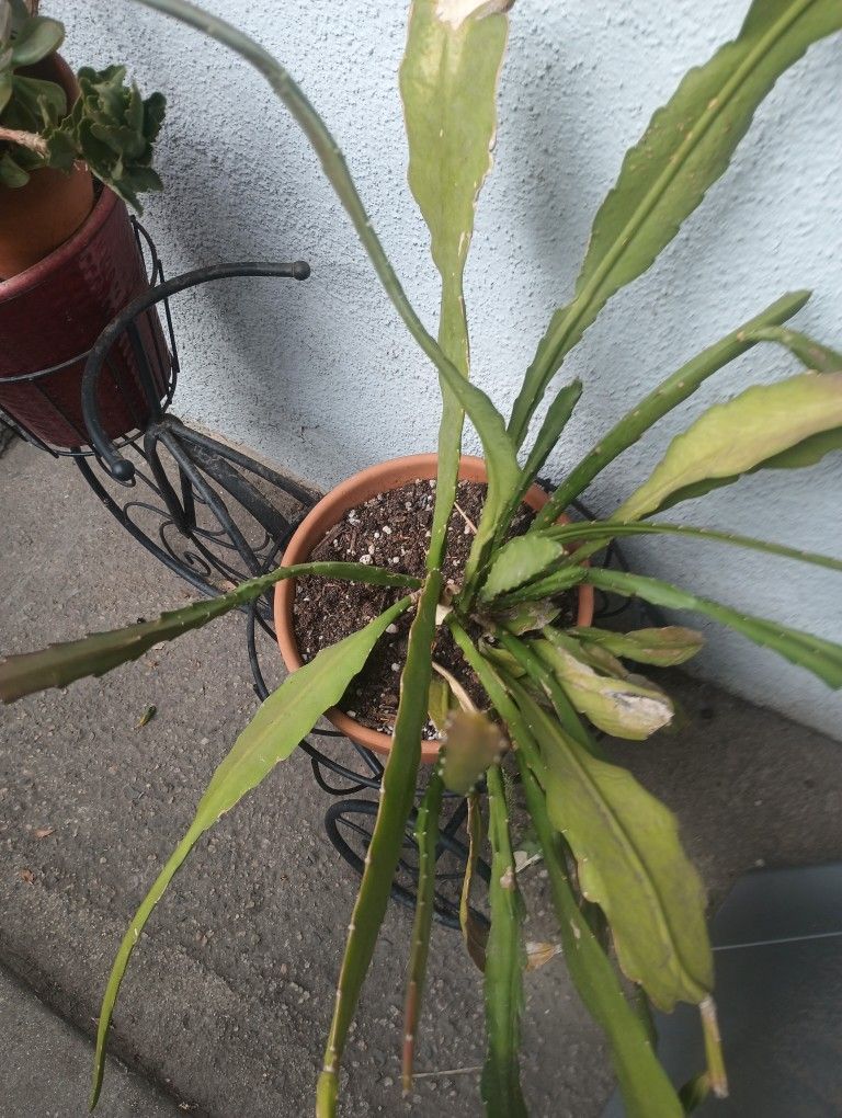 Plants Succulents