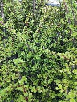 Suculent cuttings Elephant bush or Portulacaria