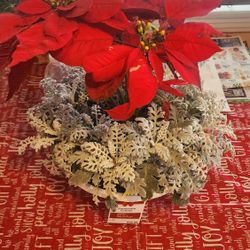 Poinsettes Combo Dress Up Your Home Available If Posted 