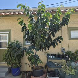 Large Ice Cream Bean Tree Ready To Plant In Ground