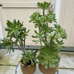 Large Beautiful Succulent Planters