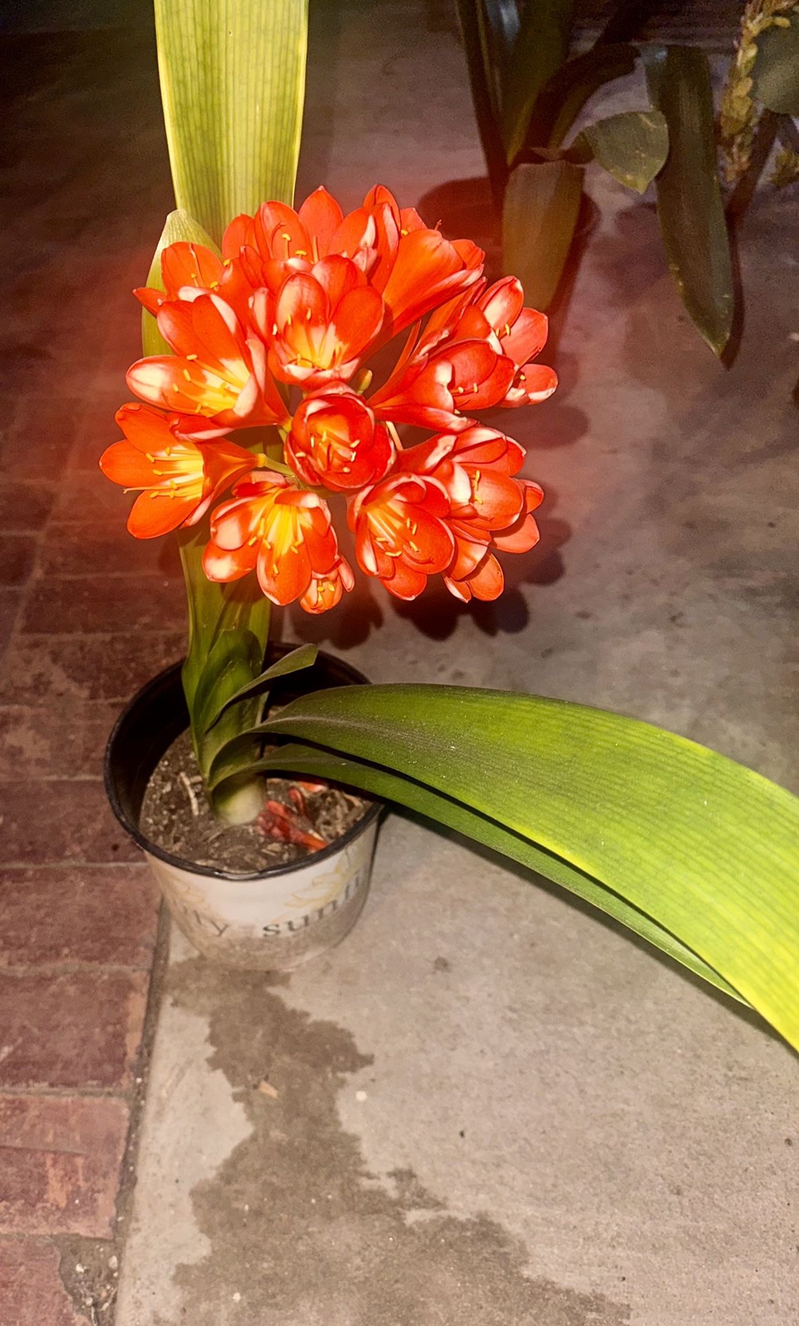 Orange Clivia Plant 