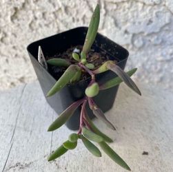 2 Inch Pot Succulent Plant - Ruby Necklace - Crassothonna Capensis - Rooted & Established - Drought Resistant 🪴 Perfect Baby & Wedding Shower Favors