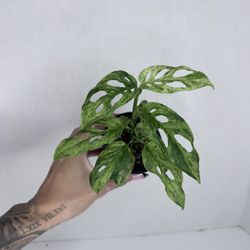 Monstera Adansonii Mottled Mint Plant 