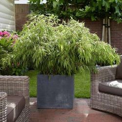 Nice pots of ‘Rufa’ bamboo —