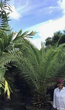 Canary Palm tree $450.00