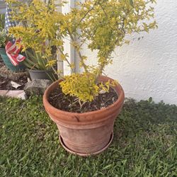 Plants and plantar pots