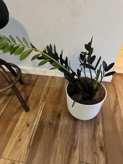 Easyplant ZZ Plant