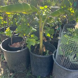 18” Banana Tree. Easy To Grow