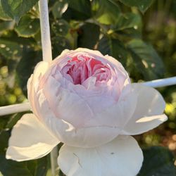 ✨🪽Earth Angel roses