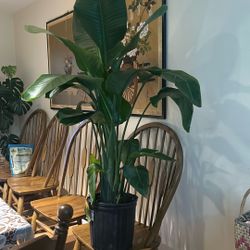 White Bird Of Paradise