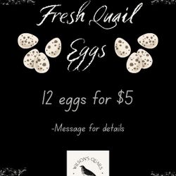 Quail eggs