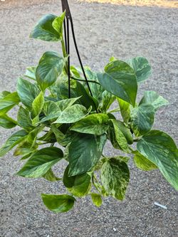 Marble Queen Pothos Plant 6" pot