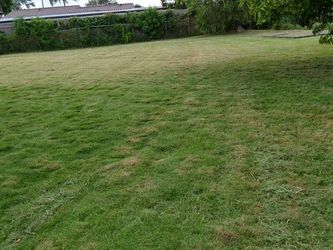 Lawn Maintenance
