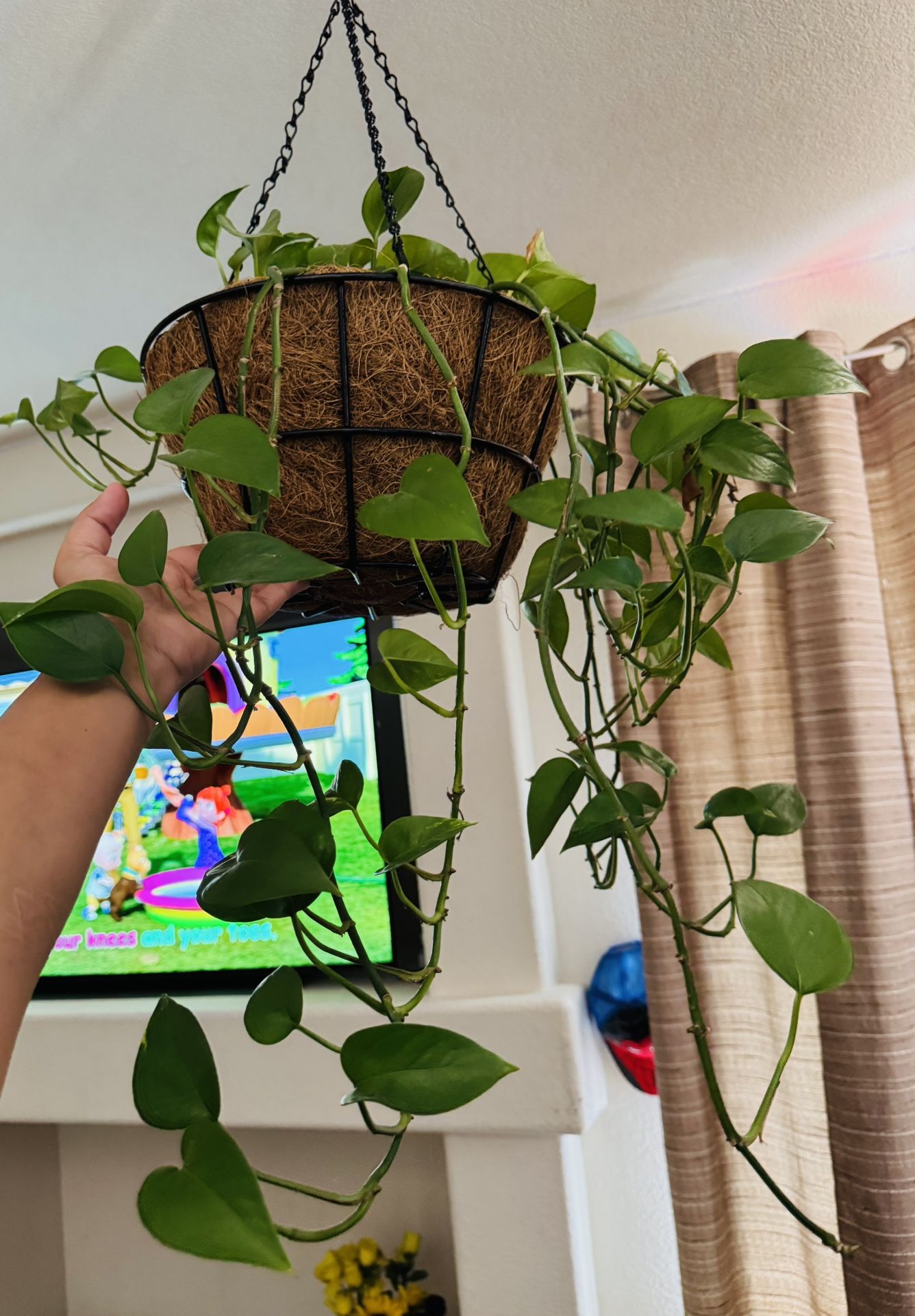 Plants