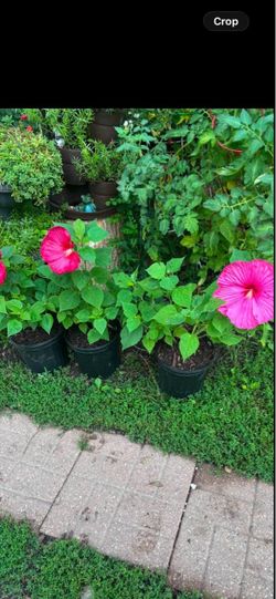 Plantas hibiscus