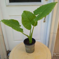 Potted Plant