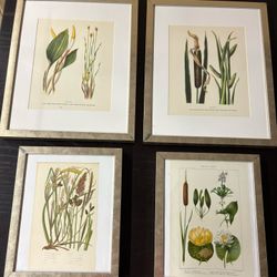 Vintage / Antique Cat Tail Plant Prints 