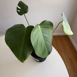 Monstera Deliciosa/Swiss Cheese Plant