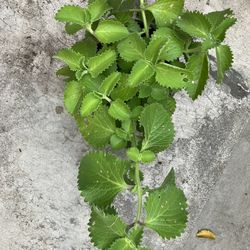 Ajwain Plant Big 