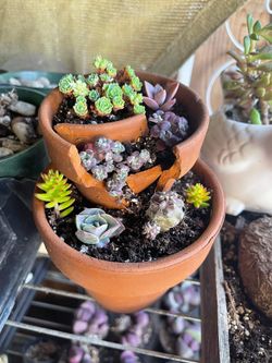 Succulent Arrangements