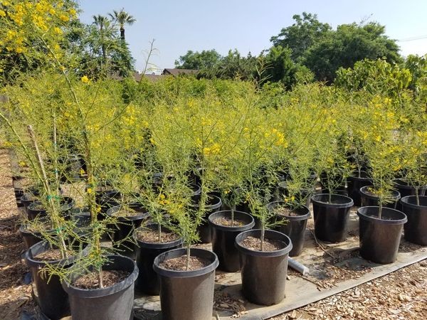 Palo Verde tree.or Desert museum. for Sale in Rancho ...