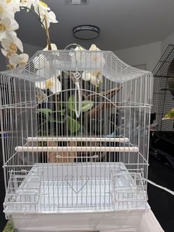 Birds cage 🦜🦜