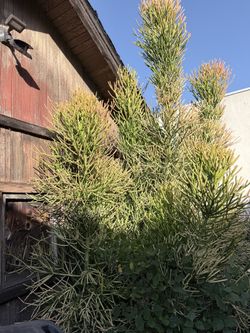 Plants Fire sticks