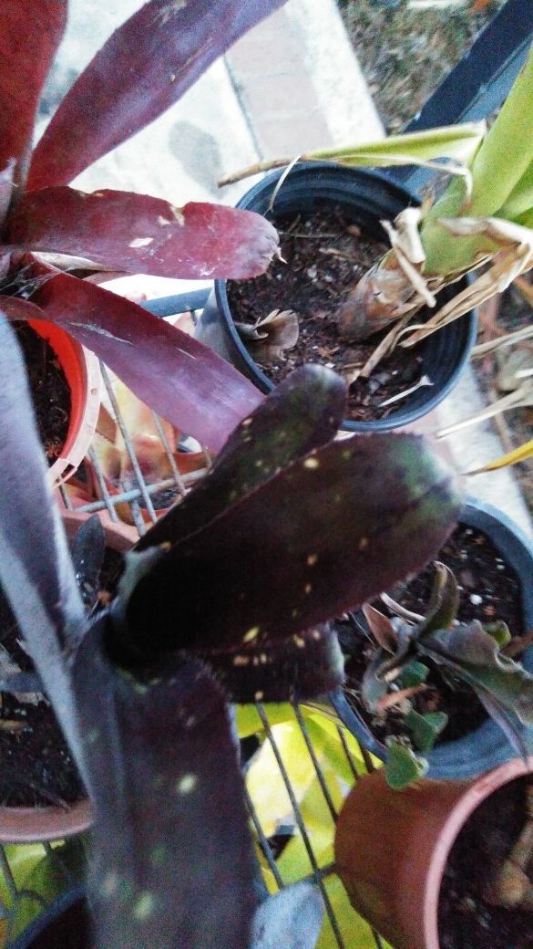 Bromeliad billbergia darth vader tropical plant