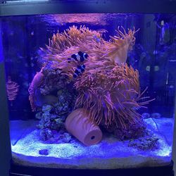Rose Bubble Tip Anemones