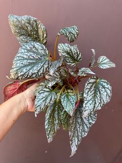 4” begonia spit us of medives